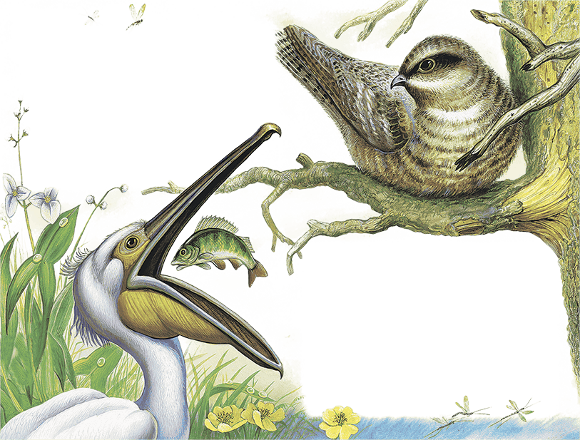 Чей нос лучше: краткое содержание для читательского дневника